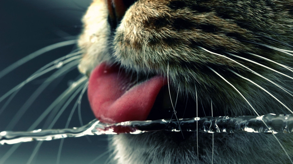 котёнок не пьёт воду фото котёнок не пьёт воду