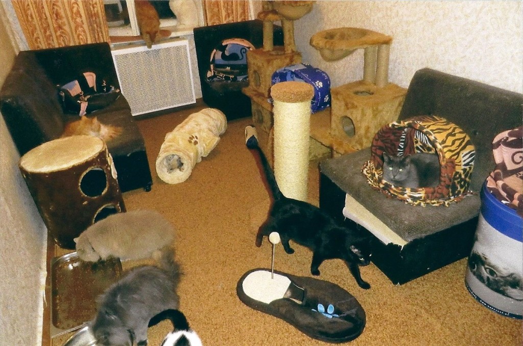 Куда пристроить кошку фото Куда пристроить кошку