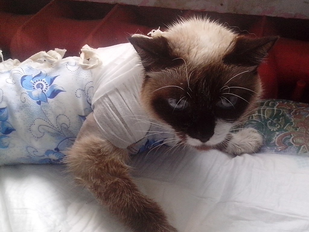 Усыпить кошку фото Усыпить кошку