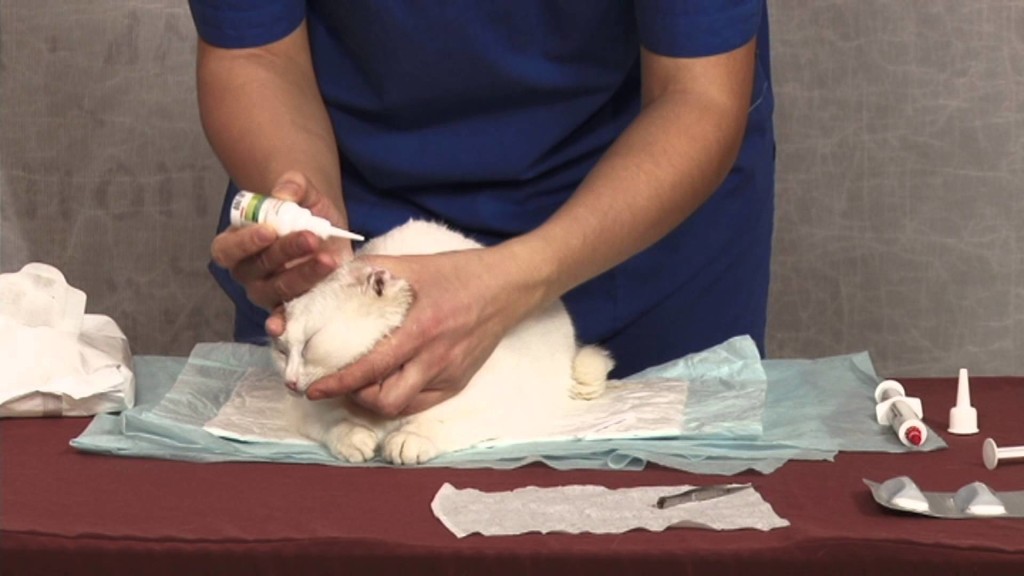 Как чистить уши котёнку изображение Как чистить уши котёнку