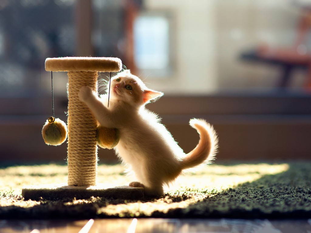 Сколько когтей у кошки фото Сколько когтей у кошки