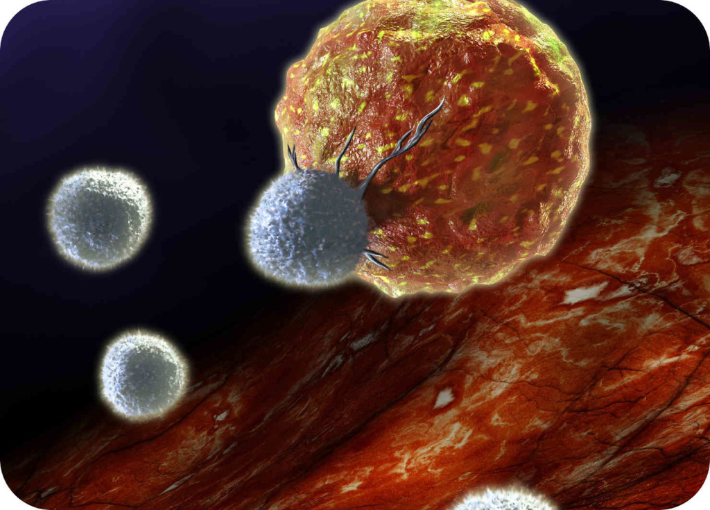 Рак у кошки фото Рак у кошки