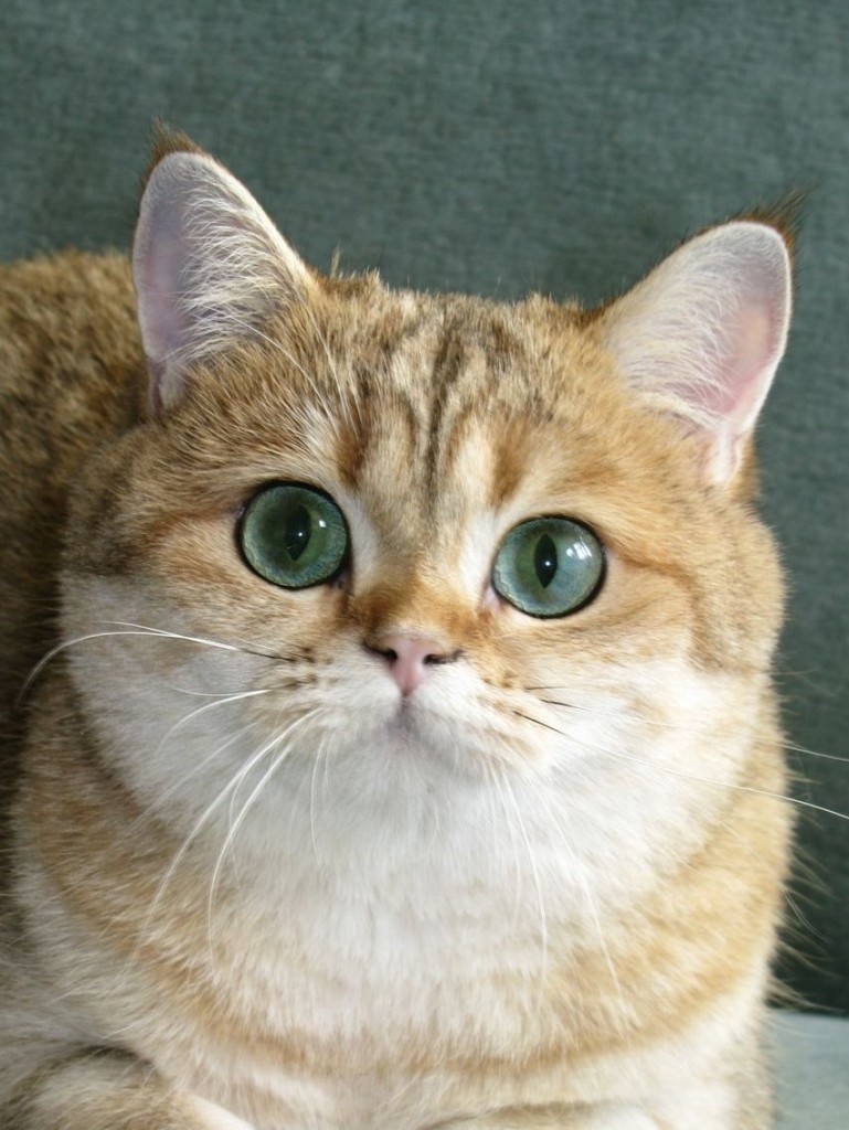 Британская шиншилла фото Британская шиншилла