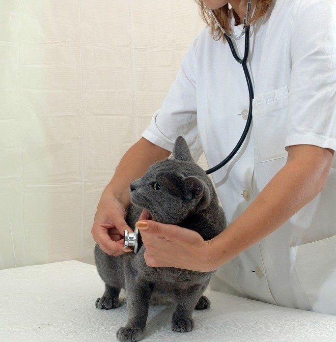 Водянка у кошек фото Водянка у кошек