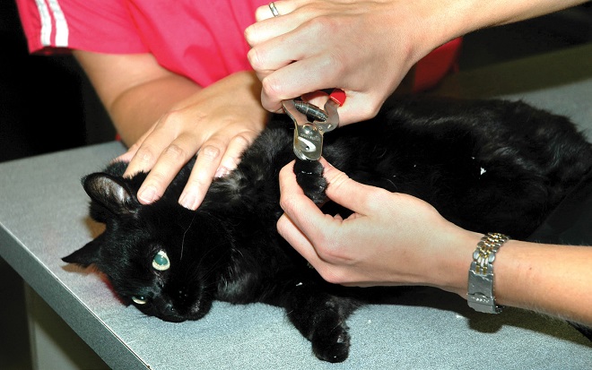 обрезка_когтей