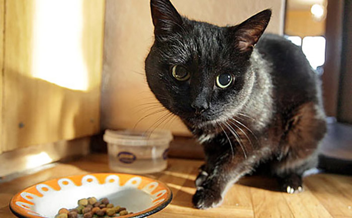 корм для больных кошек