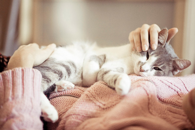 кот на хозяине